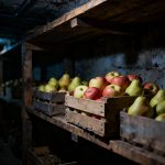 Eingelagertes Obst im Keller